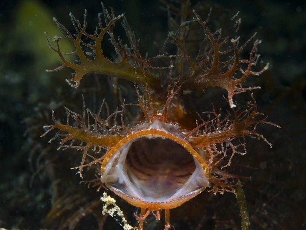 Ambomn scorpionfish